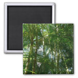 Forest of Palm Trees Tropical Nature Magnet