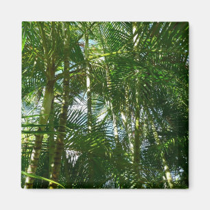 Forest of Palm Trees Tropical Nature Magnet