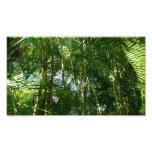 Forest of Palm Trees Tropical Nature Photo Print