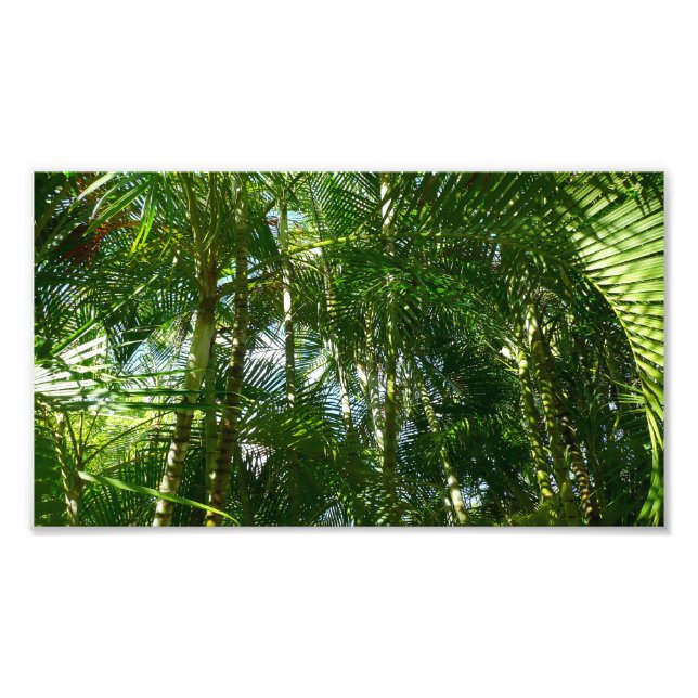 Forest of Palm Trees Tropical Nature Photo Print (Front)