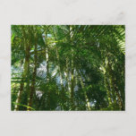 Forest of Palm Trees Tropical Nature Postcard