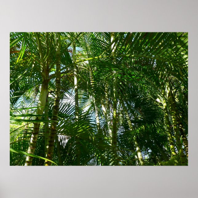 Forest of Palm Trees Tropical Nature Poster (Front)
