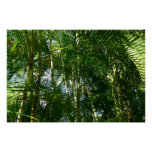Forest of Palm Trees Tropical Nature Poster