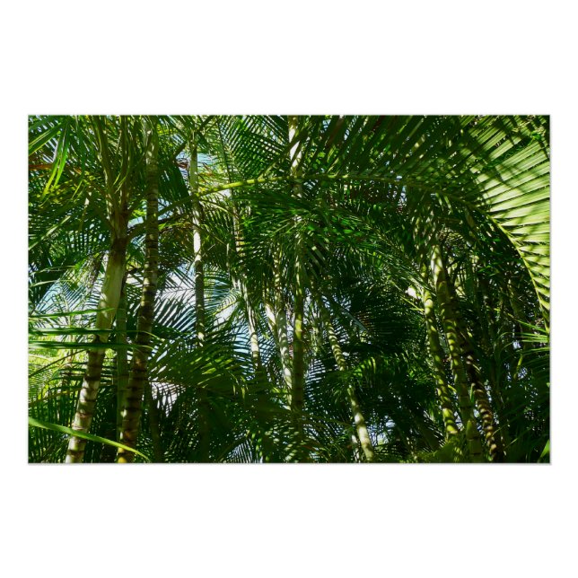 Forest of Palm Trees Tropical Nature Poster (Front)