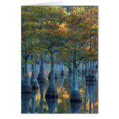 Forest of Pond Cypress Trees (Front)