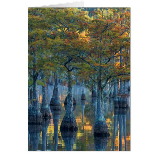 Forest of Pond Cypress Trees Cards (Front)
