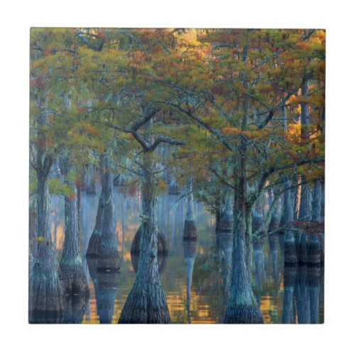 Forest of Pond Cypress Trees Ceramic Tile