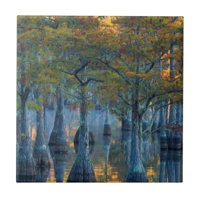 Forest of Pond Cypress Trees Ceramic Tile (Front)