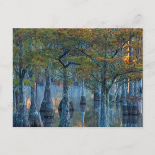 Forest of Pond Cypress Trees Postcard