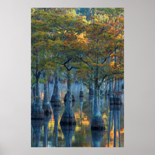 Forest of Pond Cypress Trees Poster