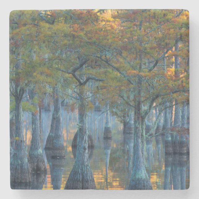 Forest of Pond Cypress Trees Stone Coaster (Front)