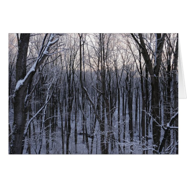 Forest of Snowy Trees Cards (Front Horizontal)
