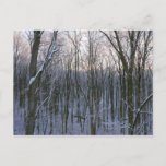 Forest of Snowy Trees Postcard