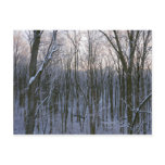 Forest of Snowy Trees Postcard