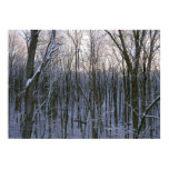 Forest of Snowy Trees Poster