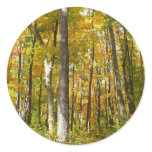 Forest of Yellow Leaves Autumn Landscape Classic Round Sticker