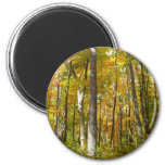 Forest of Yellow Leaves Autumn Landscape Magnet