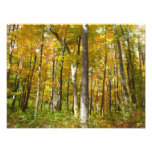Forest of Yellow Leaves Autumn Landscape Photo Print