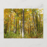 Forest of Yellow Leaves Autumn Landscape Postcard