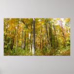 Forest of Yellow Leaves Autumn Landscape Poster