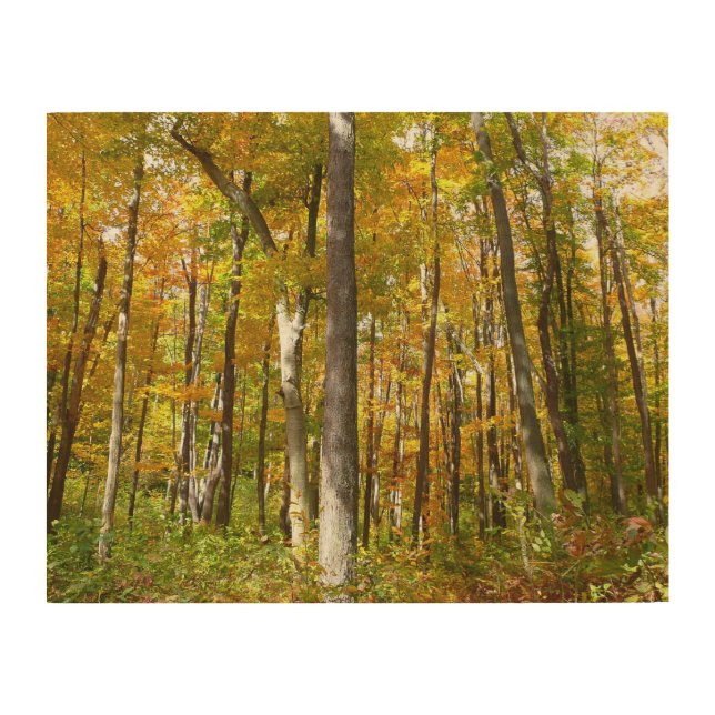 Forest of Yellow Leaves Autumn Landscape Wood Wall Art (Front)