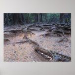 Forest on Mt. Kurama Poster