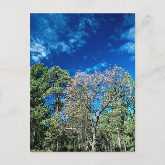 Forest on Mt. Laguana, Cleveland State park, Ohio, Postcard (Front)