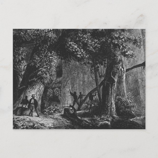 Forest Opening from 'Bresil, Columbie at Postcard (Front)