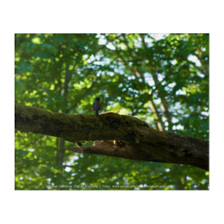 Forest Overpass Acrylic Print