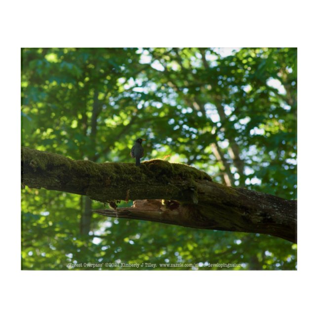 Forest Overpass Acrylic Print (Front)