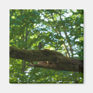 Forest Overpass Magnet
