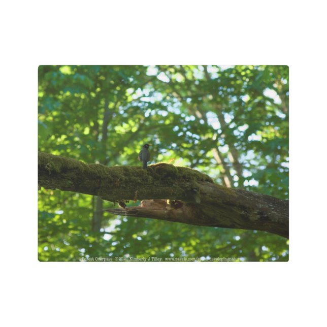 Forest Overpass Metal Print (Front)