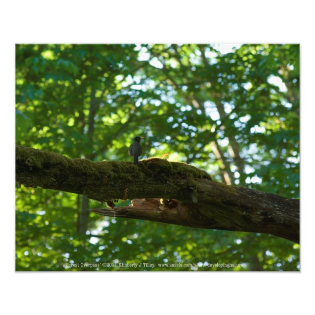Forest Overpass Photo Print (Front)