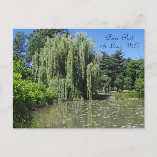 Forest Park Weeping Willow on Pond Postcard