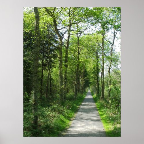 Forest Path in Partial Sunlight Photo Poster Art