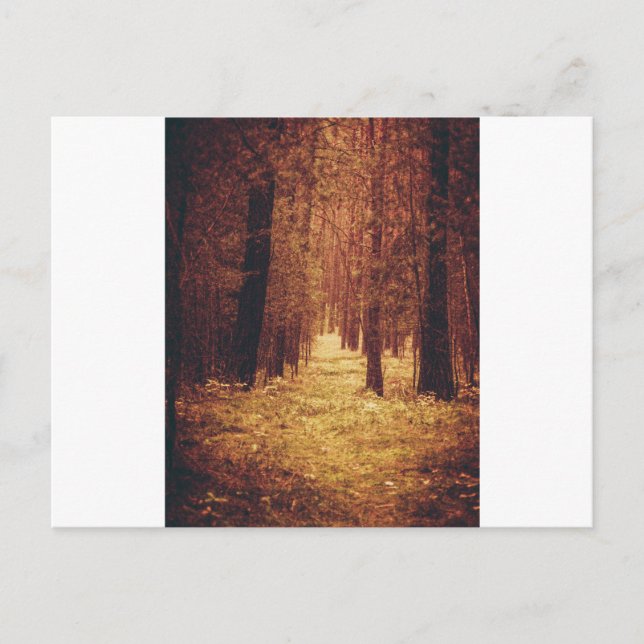 Forest Path... Postcard (Front)