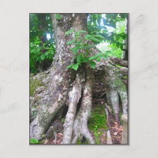 Forest Postcard