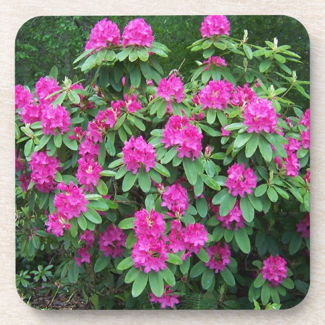 Forest Rhododendron Drink Coaster (Front)