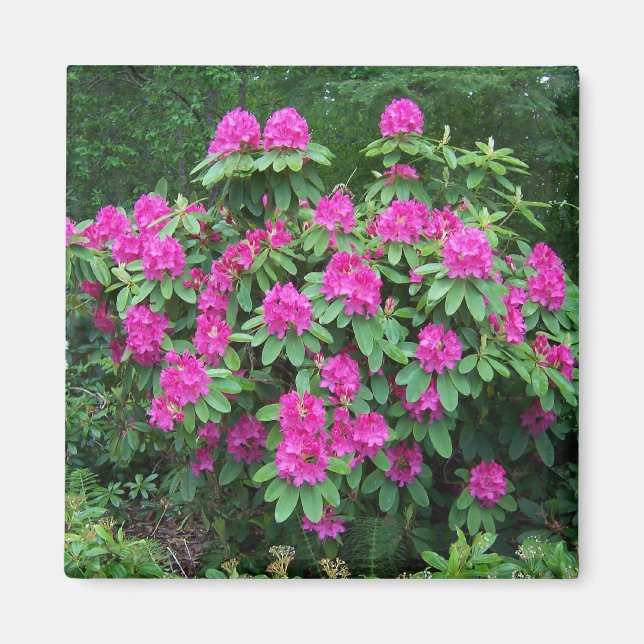 Forest Rhododendron Magnet (Front)