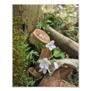Forest Scene 8x10" Print