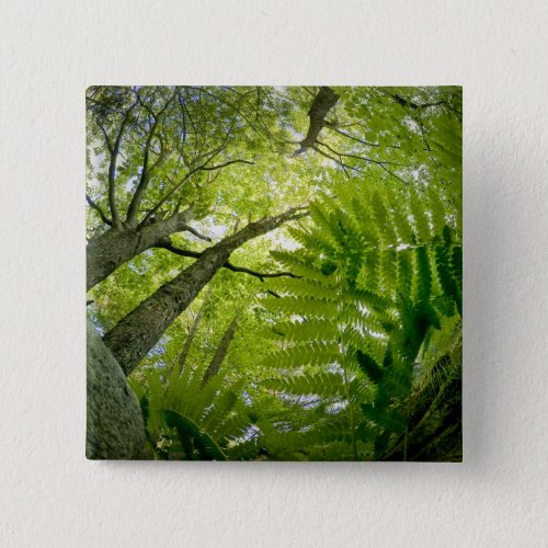 Forest scene in Acadia National Park Maine Button