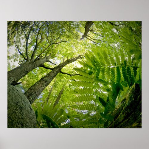 Forest scene in Acadia National Park Maine Poster