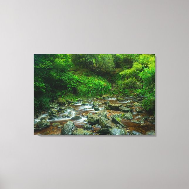 Forest Stream in Lush Woodland (Dargle River) Canvas Print (Front)