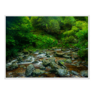 Forest Stream in Lush Woodland (Dargle River) Poster