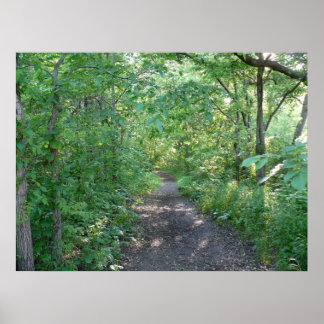 Forest Sunlight Poster
