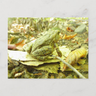 Forest Toad Postcard