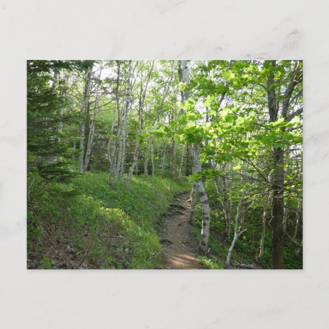 Forest Trail at Acadia National Park Postcard (Front)