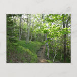 Forest Trail at Acadia Postcard