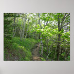 Forest Trail at Acadia Poster