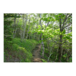 Forest Trail at Acadia Poster